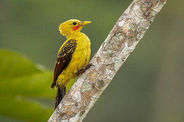 Cream-colored Woodpecker (male) perched on a branch in the rainforest