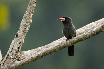 White-fronted Nunbird perched on a branch in the amazonian forest