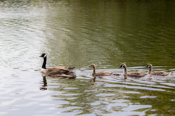 Canadian Goose and goslings, London, United Kingdom