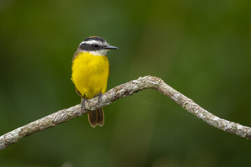 Lesser Kiskadee perched on a branch