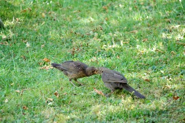 Amsel Fütterung 