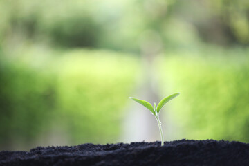 Young small sprout plant growing
