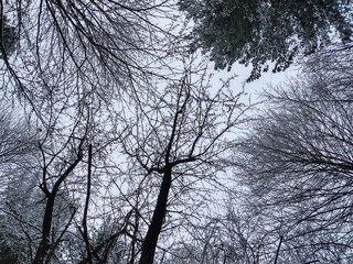 Nature under the snow during winter. Slovakia