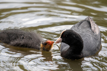 Eurasian coot feeding chick, London, United Kingdom