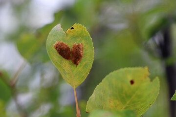 Deposit of eggs of Brown tail Moth (Euproctis chrysorrhoea) on a tree leaf.