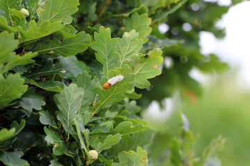 Brown tail Moth (Euproctis chrysorrhoea) laying eggs on a tree leaf.