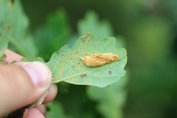 Deposit of eggs of Brown tail Moth (Euproctis chrysorrhoea) on a tree leaf.