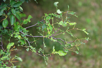 Tree leaves destroyed by caterpillars of Brown tail Moth (Euproctis chrysorrhoea). 