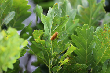 Fototapeta premium Deposit of eggs of Brown tail Moth (Euproctis chrysorrhoea) on a tree leaf.
