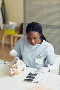 Vertical portrait of young female veterinarian examining cat in vet clinic and looking at ultrasound images
