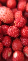 A scattering of small red strawberries. A handful of forest berries close-up. Red glossy surface with small grains.