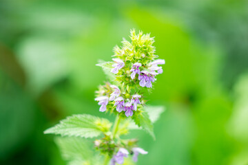 Laminaria purpurea, blooming nettle on a green blurred background of leaves.