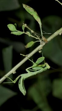 VERTICAL VIDEO: Close-up of large green praying mantis sitting on branch