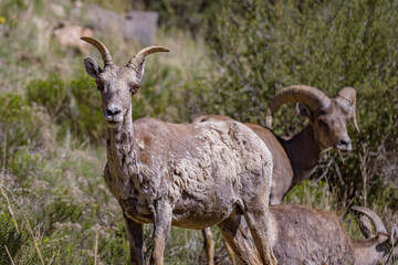 rocky mountain bighorn sheep ewe