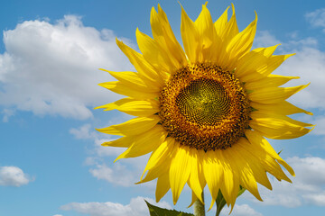 Beautiful sunflower with clouds and blue sky