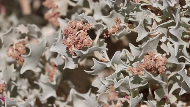 Red flowering determinate staminate cymose head inflorescences of Atriplex Hymenelytra, Amaranthaceae, native perennial dioecious evergreen shrub in Death Valley, Northern Mojave Desert, Springtime.