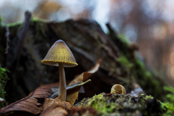 Mushroom Mycena vitilis, on trunk in chestnut forest in autumn