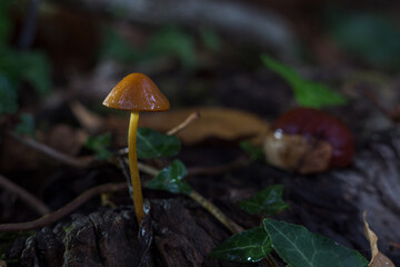 Mushroom Mycena vitilis, on trunk in chestnut forest in autumn