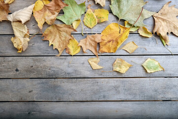 autumn leaves on wooden background with copy space