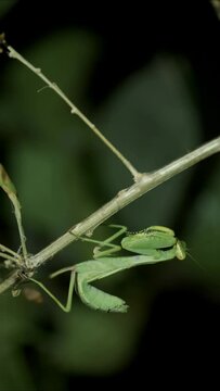 VERTICAL VIDEO: Close-up of large green praying mantis sitting on branch