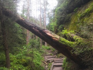 A fallen tree is blocking my way