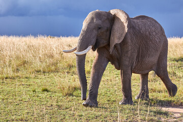 Elephant under dark skies in the Maasai Mara National Reserve, Kenya