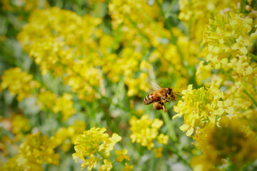 Pracowita pszczoła zbiera nektar, pyłek, propolis z pola rzepaku. Żółte kwiaty rzepaku,...
