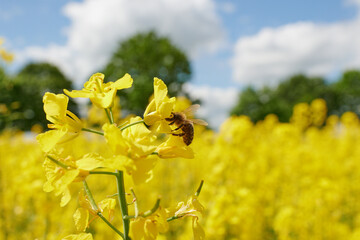 Pracowita pszczoła zbiera nektar, pyłek, propolis z pola rzepaku. Żółte kwiaty rzepaku, błękitne niebo, makro, close-up, bokeh. - obrazy, fototapety, plakaty