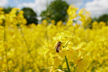 Pracowita pszczoła zbiera nektar, pyłek, propolis z pola rzepaku. Żółte kwiaty rzepaku,...