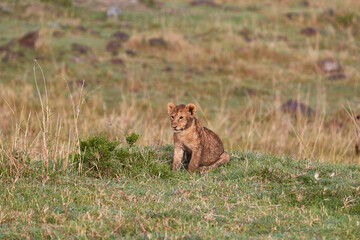 Lion cub sitting in grass