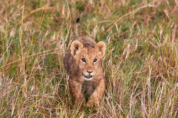 Lion cub walking in high grass