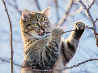 Obraz premium Young cat in the garden on a tree gnaws a branch