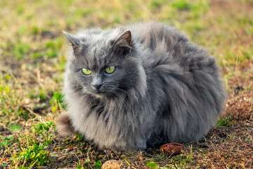 Naklejka na ściany i meble A gray fluffy cat sits in the garden on the grass in sunny weather
