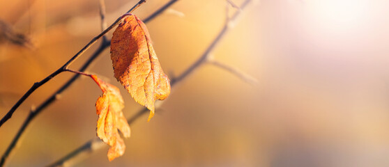 Autumn background with dry brown leaves on a blurred background in sunny weather