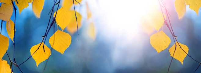 Yellow birch leaves on a tree close up on a blurred background in sunny weather. Autumn leaves
