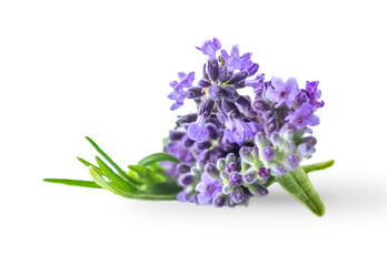 Lavender bouquet flowers isolated on white background.