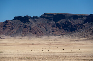 Fototapeta na wymiar wide angle view of desert oryx with mountain background