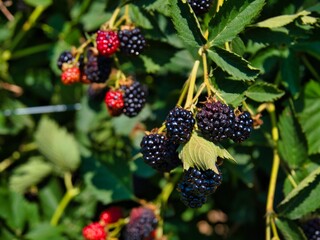 Blackberries in Kansas - Mostly Ripe