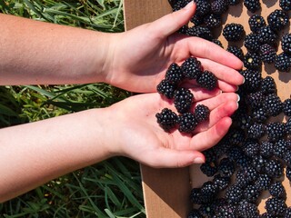 Hand Picking Delicious Organic Blackberries in KS