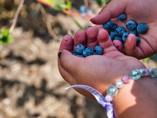 Girl holding Fresh Handpicked Organic Blueberries