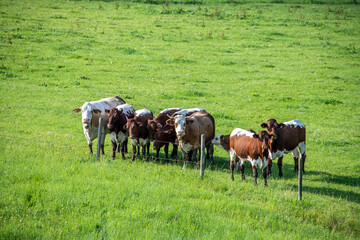 Herd of cows on the green grass