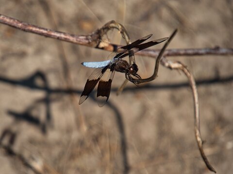 Common White-Tailed Skimmer in Field