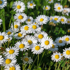 Fototapeta premium Gänseblümchen, Bellis perennis, in einer Nahaufnahme