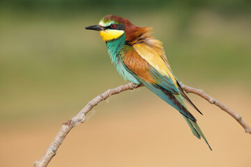 European bee eater sitting in nature