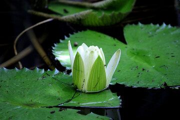 Water lily flower in the pond.