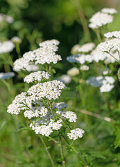 Blühende Schafgarbe, Achillea © M. Schuppich