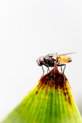 mosca común comiendo