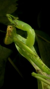 VERTICAL VIDEO: Close-up of large green praying mantis cleaning its head and front paws. Extreme close up