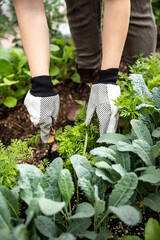 Fototapeta premium hands digging in garden