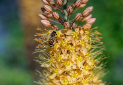 Honey Bee Gathering Pollen on Peach Colored Foxtail Lily Flowers